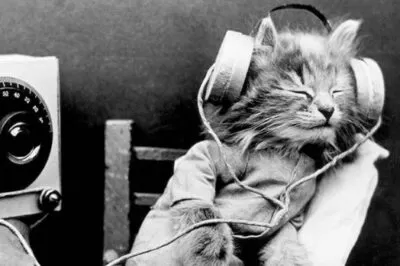 E' vero che i gatti amano la musica?